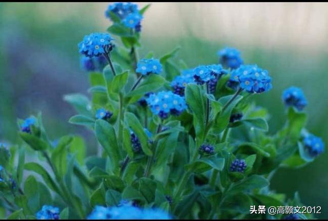 长生草属有多少花瓣:海拔1700米的适合种植花卉有哪些？