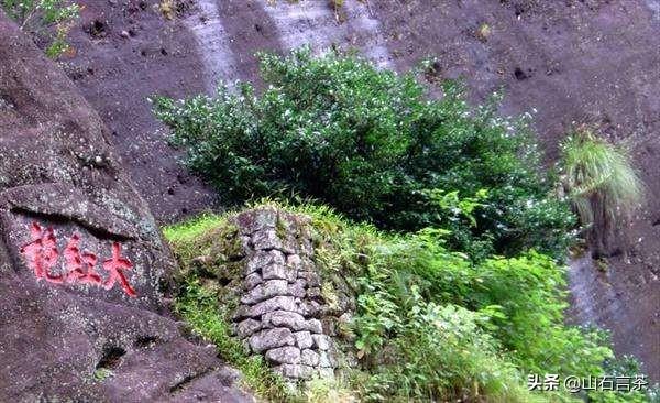 武夷岩茶怎么样？主要出口哪些国家？