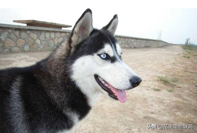 乐山犍为哈士奇吧:现在哈士奇都是什么价格？