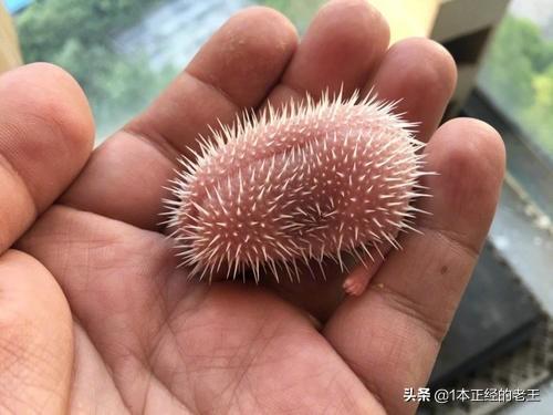 没有牙的小刺猬吃什么食物:两只刚出生不久的小刺猬没有妈妈照顾要怎么养活它们？