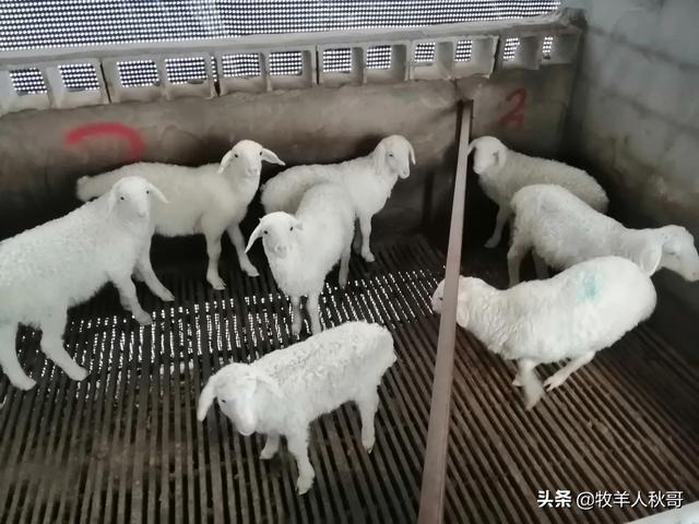 山羊尿结石最佳治疗方法:小羊羔尿不出来打什么针好？