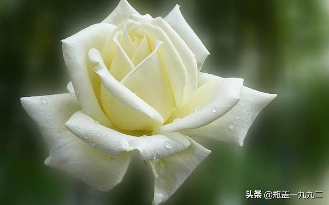一束玫瑰花多少钱大概:一束玫瑰花大概要多少钱 玫瑰花的价格如何？玫瑰花的繁殖方法有哪些？