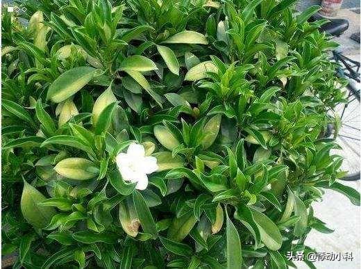 非洲茉莉的作用:非洲茉莉适合在室内养吗？