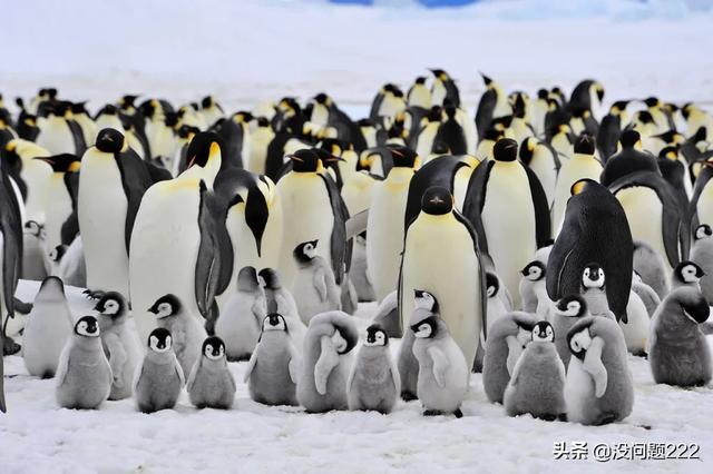 企鹅在哪个极,企鹅生活在南极还是北极？