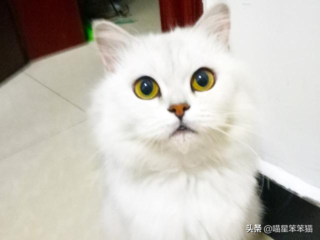 银斑龙猫:如何区别金点猫，银点猫，银渐层猫？ 银斑龙猫价格