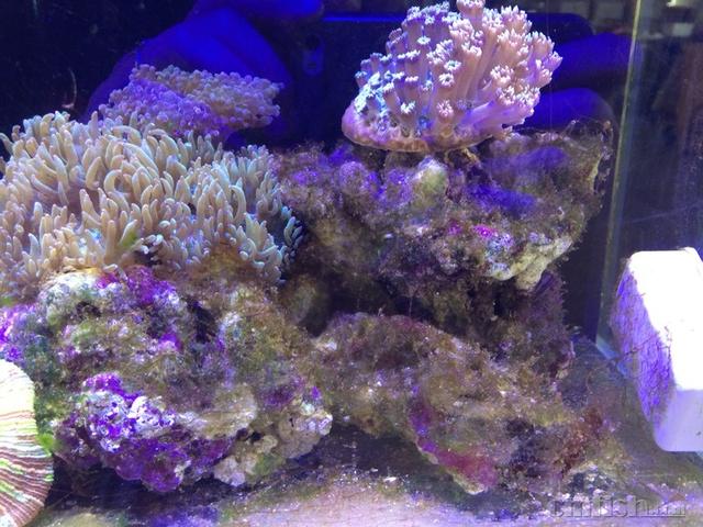家养海水鱼视频:想养海水观赏鱼,怎么配置海水？