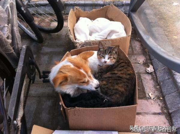 大学校园出现一只监考猫:校园内是否可以养“宠物”？你怎么看？