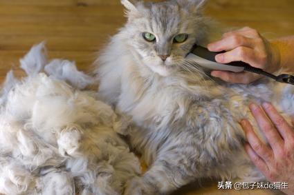 闷猫:焖猫肉的做法 什么事情对猫咪来说就如同上刑？