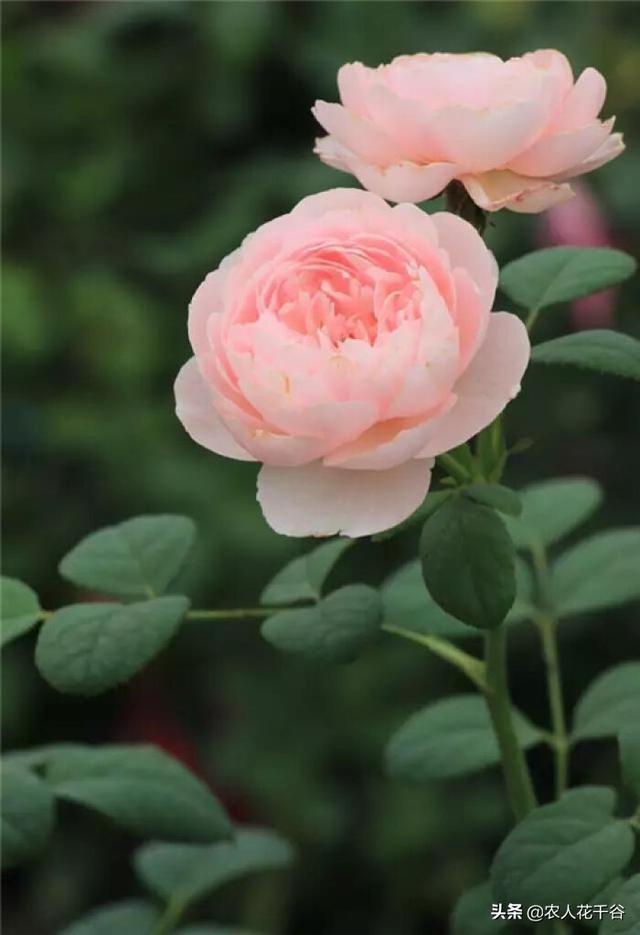 vents月季花品种介绍及图片:能不能推荐一种勤花多季、有香味的爬藤月季？