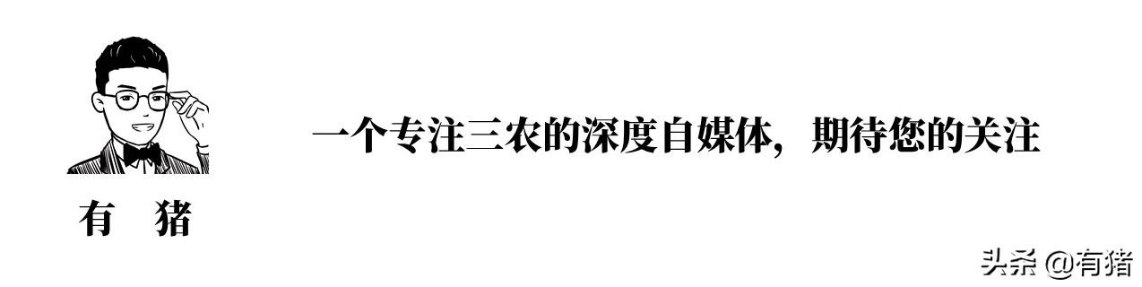 牛弓形虫病的症状图片:20天小猪热喘打什么针？