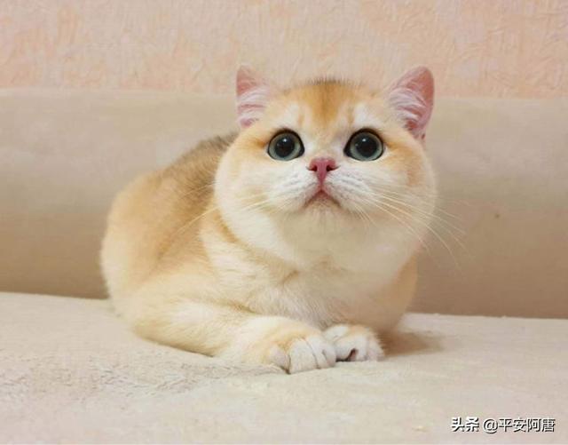 铲屎官是什么意思:如何做一名合格的铲屎官？