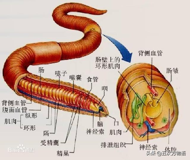 田螺的身体结构图片