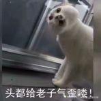 如何看待何炅为欧阳娜娜演技被黑而气愤？