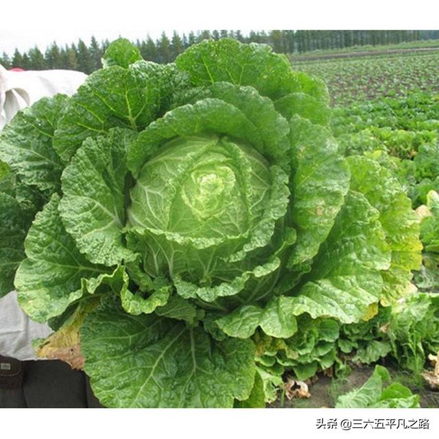 大白菜包心期要不要束叶?