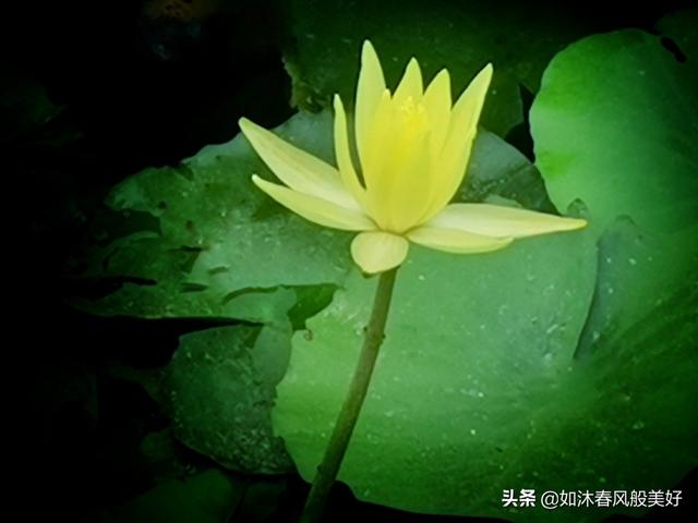 何花:何花为什么就是火不起来？