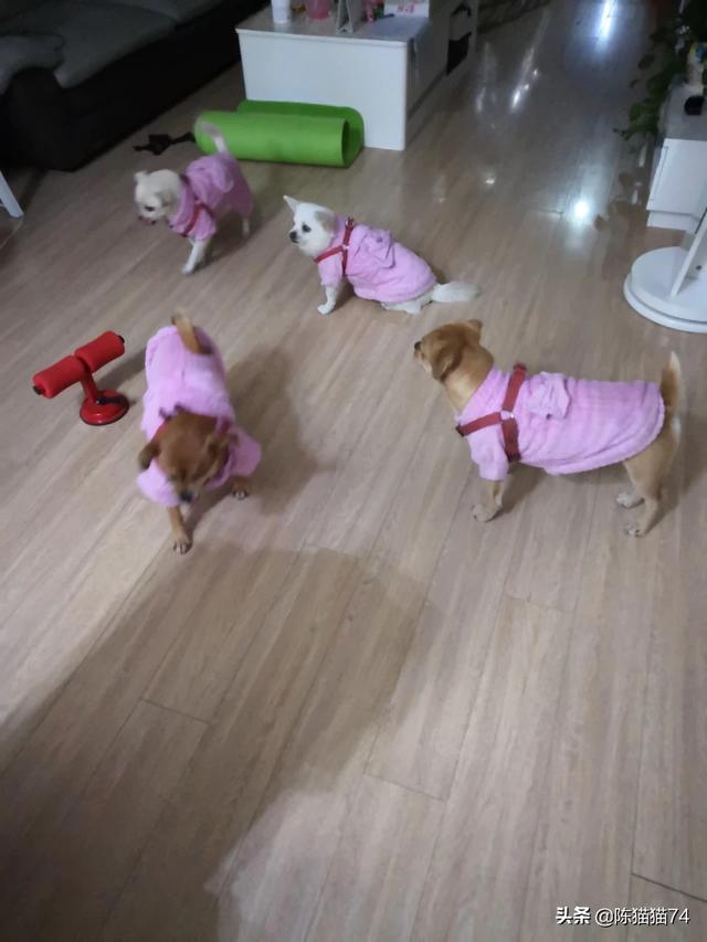 康多乐狗粮是国产的吗:网上叫嚣着国产猫粮不好，养猫只能喂进口猫粮是什么心态？