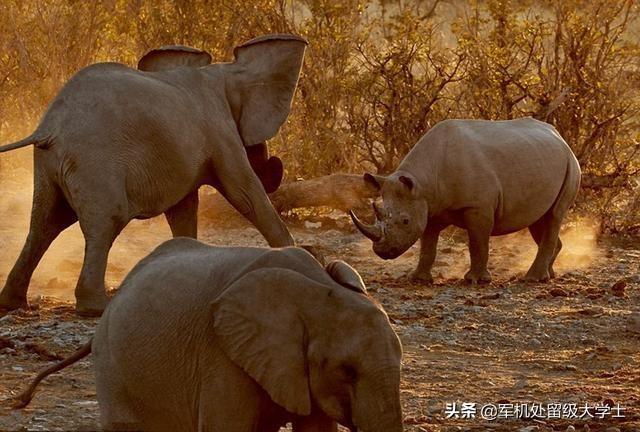 大象肉究竟好不好吃，犀牛河马大象出肉量这么高，为什么没人养着吃