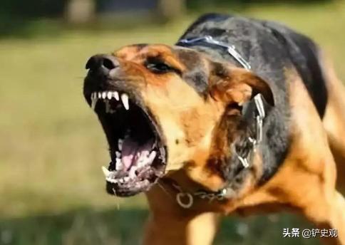 什么狗最护主人会拿命保护主人:狗狗在主人遇到危险的时候，为什么会拼命保护？