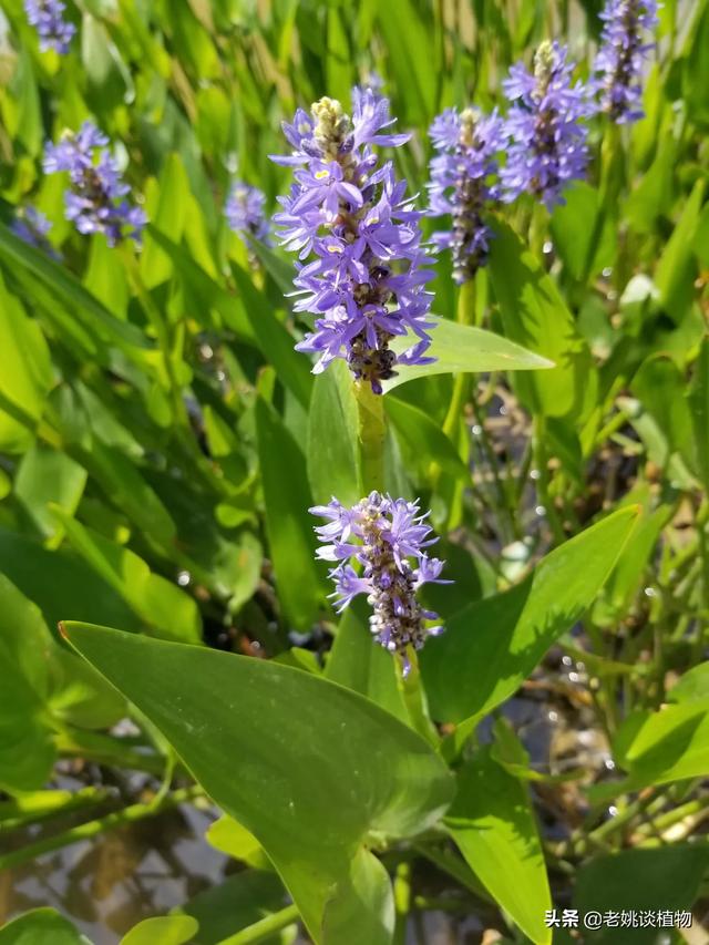 梭鱼草:梭鱼草和再力花的区别 梭鱼草是一种什么样的植物？