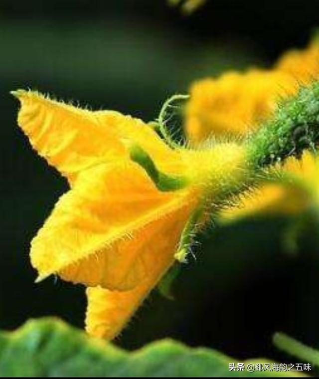 头条问答 是不是所有的瓜类的开花都是5瓣 例如 黄瓜 丝瓜 苦瓜等等 9个回答