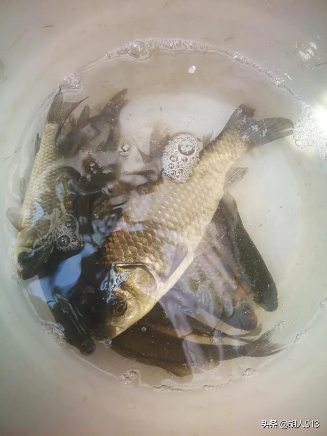 黄金鲫鱼的优势:冬天野钓鲫鱼如何选择钓位？