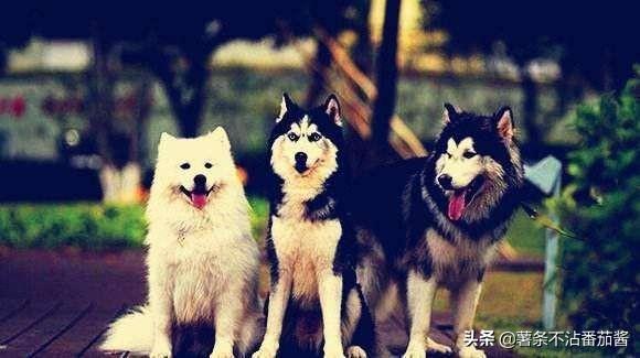 巴吉度犬图片大全:纯种巴吉度犬多少钱一只 巴吉度的训练方法以及饲养方法有哪些？哪位高手知道，感谢？