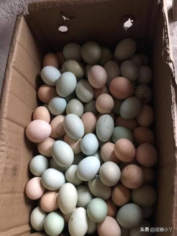 绿壳鸡蛋比黄壳鸡蛋好在哪里，绿壳鸡蛋和一般鸡蛋的营养有什么区别