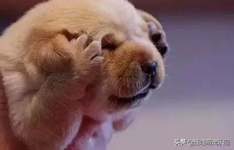 如何训练狗的胆子:为什么有的狗狗胆子那么小？