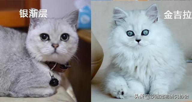 金吉拉和英短银渐层哪个温顺？