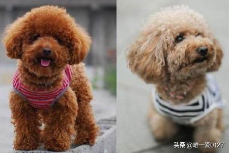 泰迪狗:第一次养狗，为什么很多人都会推荐泰迪犬？有什么优点吗？