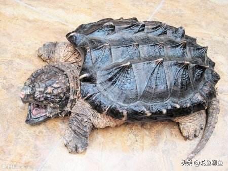 北美拟鳄龟8近几年了:鳄龟不想养了怎么办啊啊？