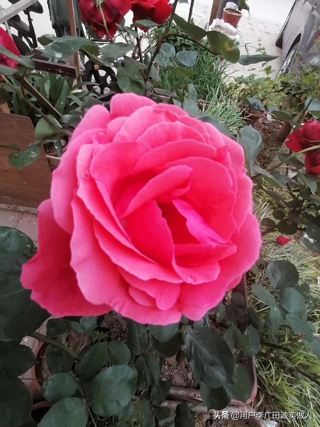 最香的几款月季品种是什么？插图49