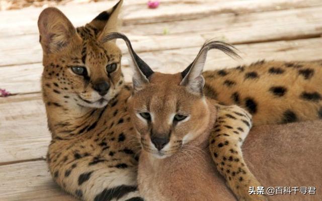 狞猫和薮猫谁厉害?