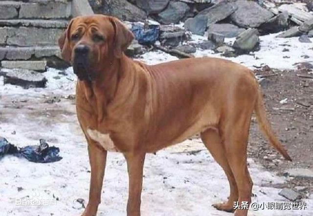 阿根廷杜高犬性格介绍:杜高犬和罗威纳搏斗，谁的胜算更大一些？ 阿根廷杜高犬图片