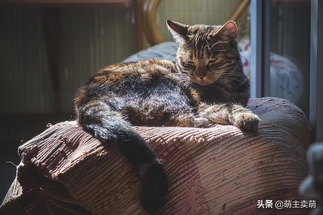 猫有必要打弓形虫疫苗吗:为什么有些宠物也要打疫苗？