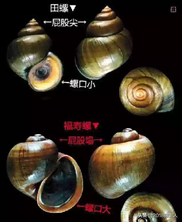 福寿螺到底能不能吃呢？