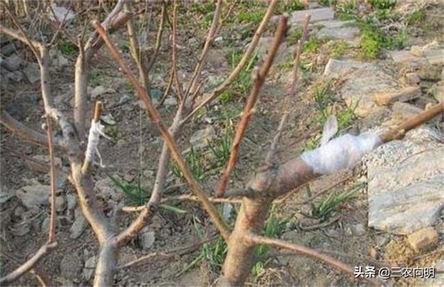 榆树能嫁接什么果树？