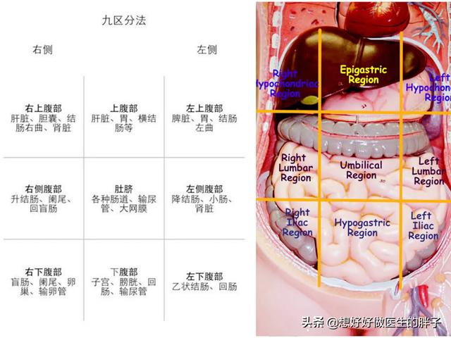 头条问答 左下腹疼痛是怎么回事 姚医生的回答 0赞
