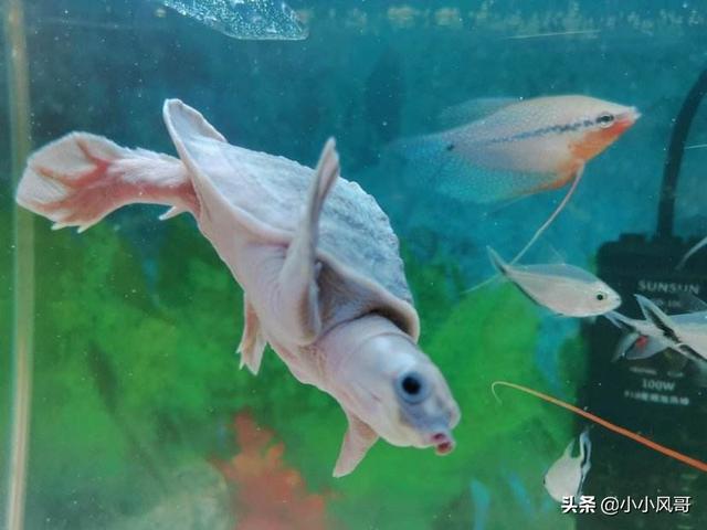 猪鼻龟的饲养方法及注意事项:猪鼻龟和什么观赏鱼可以一起养？ 猪鼻龟的饲养方法