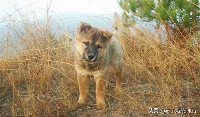 中国田园守望犬:纯种中华田园狗这么少，为什么不保护它们？