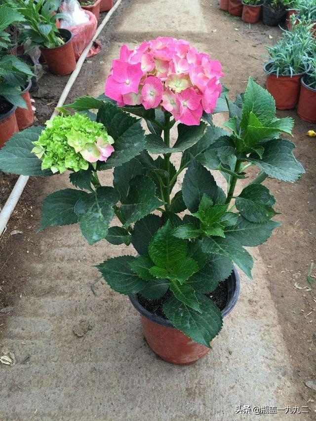 木绣球 八仙花:八仙花倒盆后怎么就蔫了？