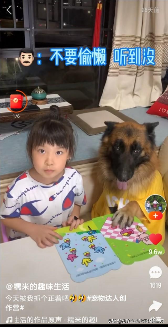 白熊犬和狼青打架视频:狼青，昆明犬，马犬还有德牧性格如何？