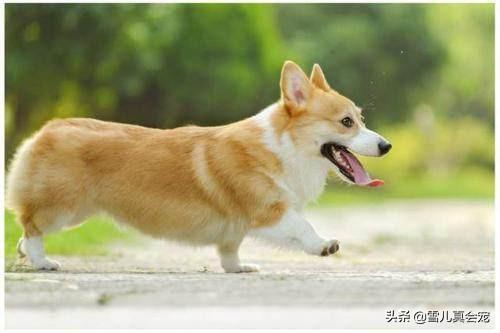 威尔斯柯基犬vs狐狸妖孽:为什么那么多人喜欢柯基？