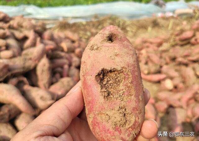 红薯地下虫害怎么办？我种的全生虫，没一条好的，全是苦味？