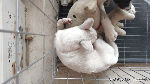 被自家小狗抓伤怎样判断用不用打狂犬疫苗:不确定被狗抓伤可以打狂犬疫苗吗 怎么看自己有没有得狂犬病？