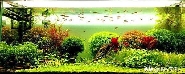 观赏水族疾病防治学:如何做好宠物鱼日常管理和疾病处理？