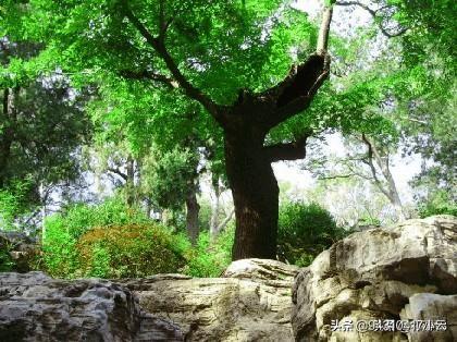 霍死亡全过程30秒:李广刚死1年，霍去病便当众怒杀其子，为啥汉武帝却不敢管