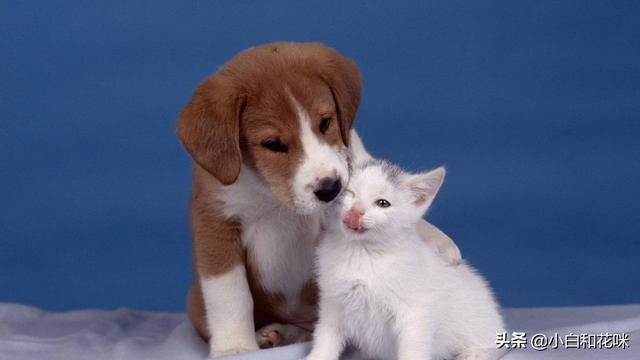 猫猫狗狗:养猫好还是养狗好？优缺点各是什么？ 猫猫狗狗awp