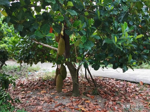 菠萝蜜树种多少年才成材？怎么样？