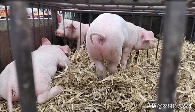 伪狂犬病的传播途径:母猪没做伪狂犬，给小猪打还管用吗？